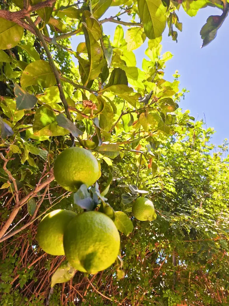 organic lemon tree